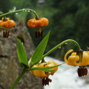 Lilium ponticum